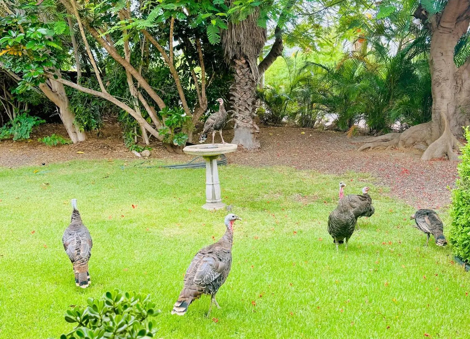 Private Spacious Retreat In Paradise Waikoloa Holiday home